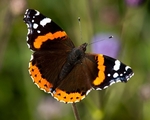 Red Admiral (04)