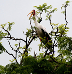 Yellow-billed Stork