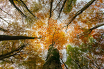 Looking at the Sky at Oakvale Woods, Co.Laois, Ireland.