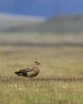 Great Skua resting, Jokulsarlon, Iceland