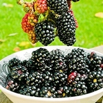 Blackberries