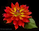 Flower Flame