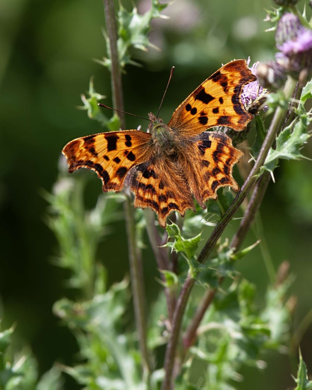 Comma - Dee Estuary