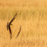 Catch me if you Can! Merlin versus Semipalmated Sandpiper