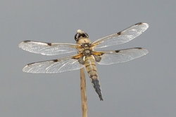 Four Spotted Chaser Pleasley Derbyshire 26th July 2014