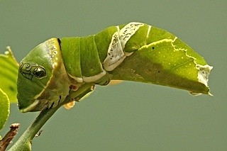 Tiger swallowtail caterpillar