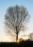 9th April Black Poplar Sunset
