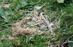 SBT004: Egg in nest