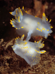 Polycera faroensis