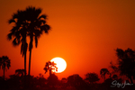 Okavango Sunset 1