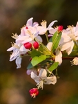 Crab Apple Blossom In My Garden