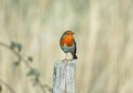 Robin