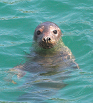 Grey  Seal