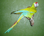 MACAW