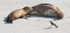Sea Lions with Mocking Bird