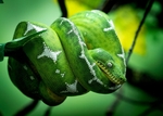 Green Tree Python -RLP_7691