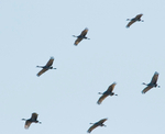 Sandhill Crane in flight