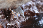 Lava Heron, close view, Bartolome Island, Galapagos