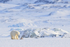 Polar Bear cub catches Fulmar, Svalbard, Norway