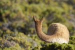 Vicuna on Alert