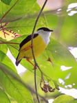 White-collared Manakin portfolio
