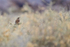 Gambel's Quail (female) perched on bush, Bosque del Apache