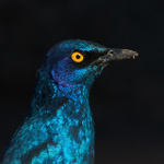 Cape (Red-Shouldered) Glossy Starling portfolio
