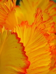 P50100700137
