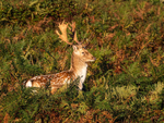 Fallow Deer