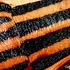 Graphosoma italicum (AC Milan Shieldbug)