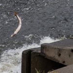 Leaping Salmon at Shrewsbury weir