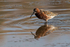 Curlew Sandpiper