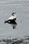 Fife_Male Eider 0027