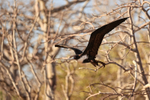 Great Frigatebird portfolio
