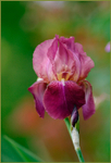 Iris germanica 'Jerry'