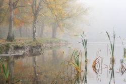 #6  Donadea Fog