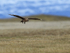 Great Skua on landing approach, Jokulsarlon, Iceland