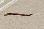 European Glass Lizard