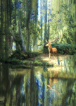 King of the Forest