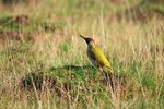 Green Woodpecker