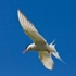 Tern