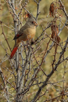 Pyrrhuloxia (female) perched, Bosque del Apache, New Mexico