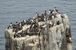 Common Guillemots