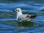 Bonaparte's Gull with fish stolen from Great Crested Grebe, Farmoor