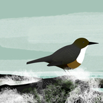Dipper