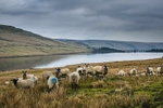 Scar House Sheep