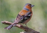 Chaffinch