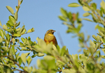 Cirl Bunting