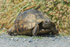 Spur-thighed Tortoise  1604-10510
