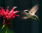 HUMMER- PORT RYERSE